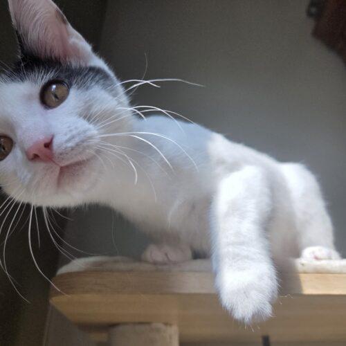 Enlarge Mellow, a Adoptable Domestic Short Hair in Canal Winchester, OH image 1/5