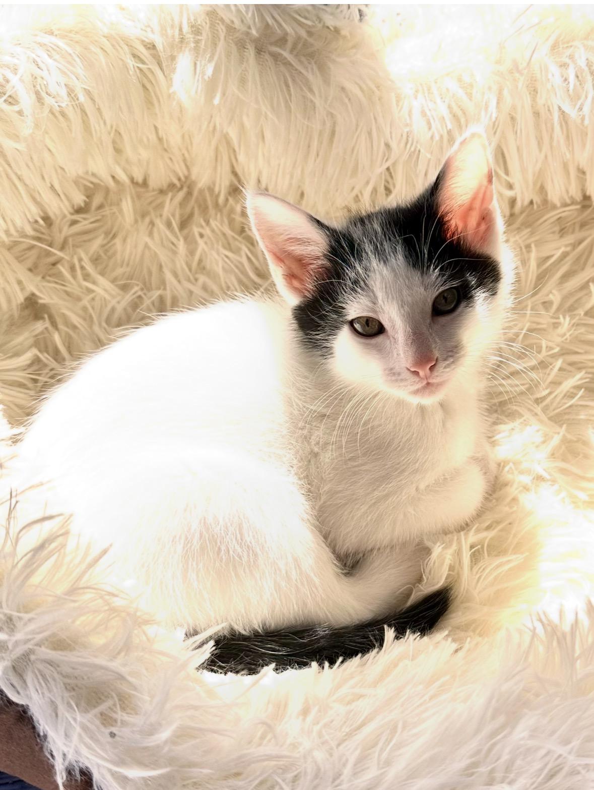 Mellow, a Adoptable Domestic Short Hair in Canal Winchester, OH image 1/3