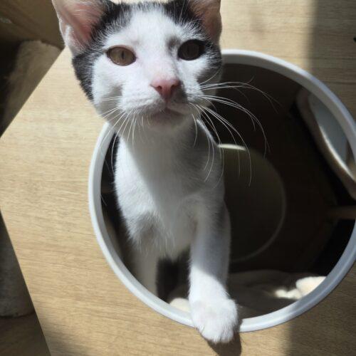 Enlarge Mellow, a Adoptable Domestic Short Hair in Canal Winchester, OH image 2/5