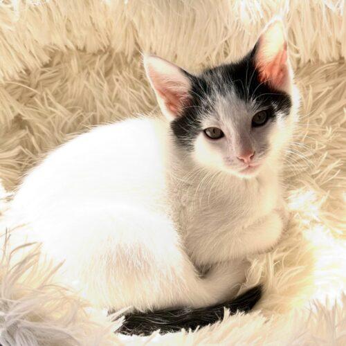 Mellow, a Adoptable Domestic Short Hair in Canal Winchester, OH image 2/3