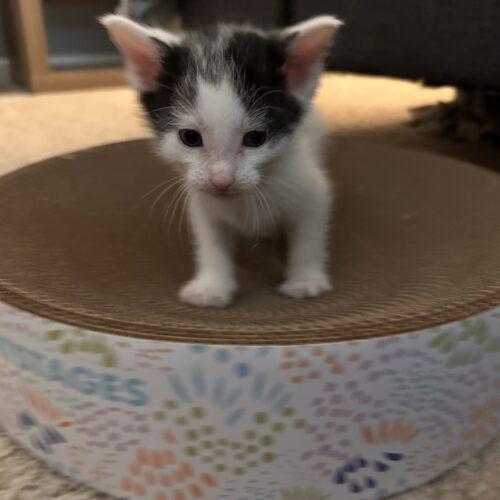 Mellow, a Adoptable Domestic Short Hair in Canal Winchester, OH image 3/3
