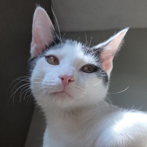 Enlarge Mellow, a Adoptable Domestic Short Hair in Canal Winchester, OH image 4/5