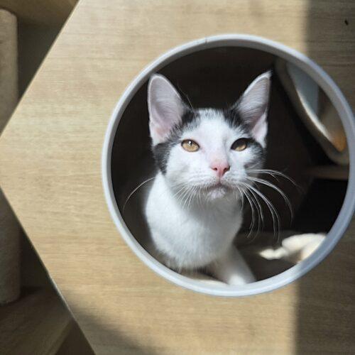 Enlarge Mellow, a Adoptable Domestic Short Hair in Canal Winchester, OH image 5/5