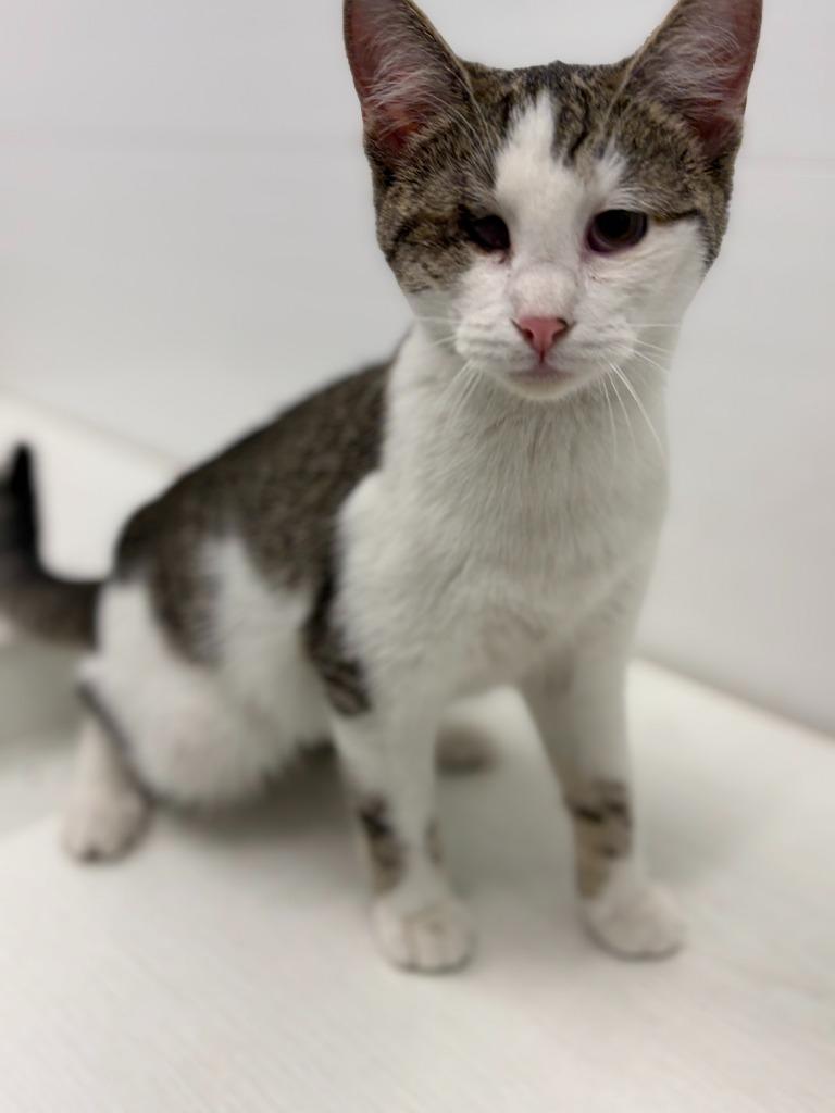 Lola, Adoptable, Kitten Female Domestic Short Hair.