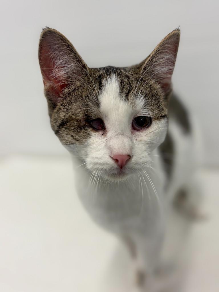 Enlarge Lola, a Adoptable mixed breed in Portland, IN image 2/3