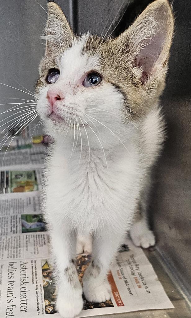 Enlarge Lola, a Adoptable mixed breed in Portland, IN image 3/3