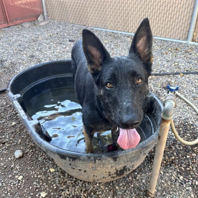 SOPHIE, Adoptable, Adult Female German Shepherd Dog.