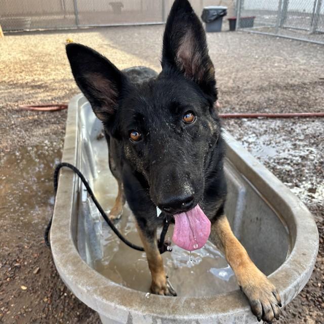 SOPHIE, Adoptable, Adult Female German Shepherd Dog.