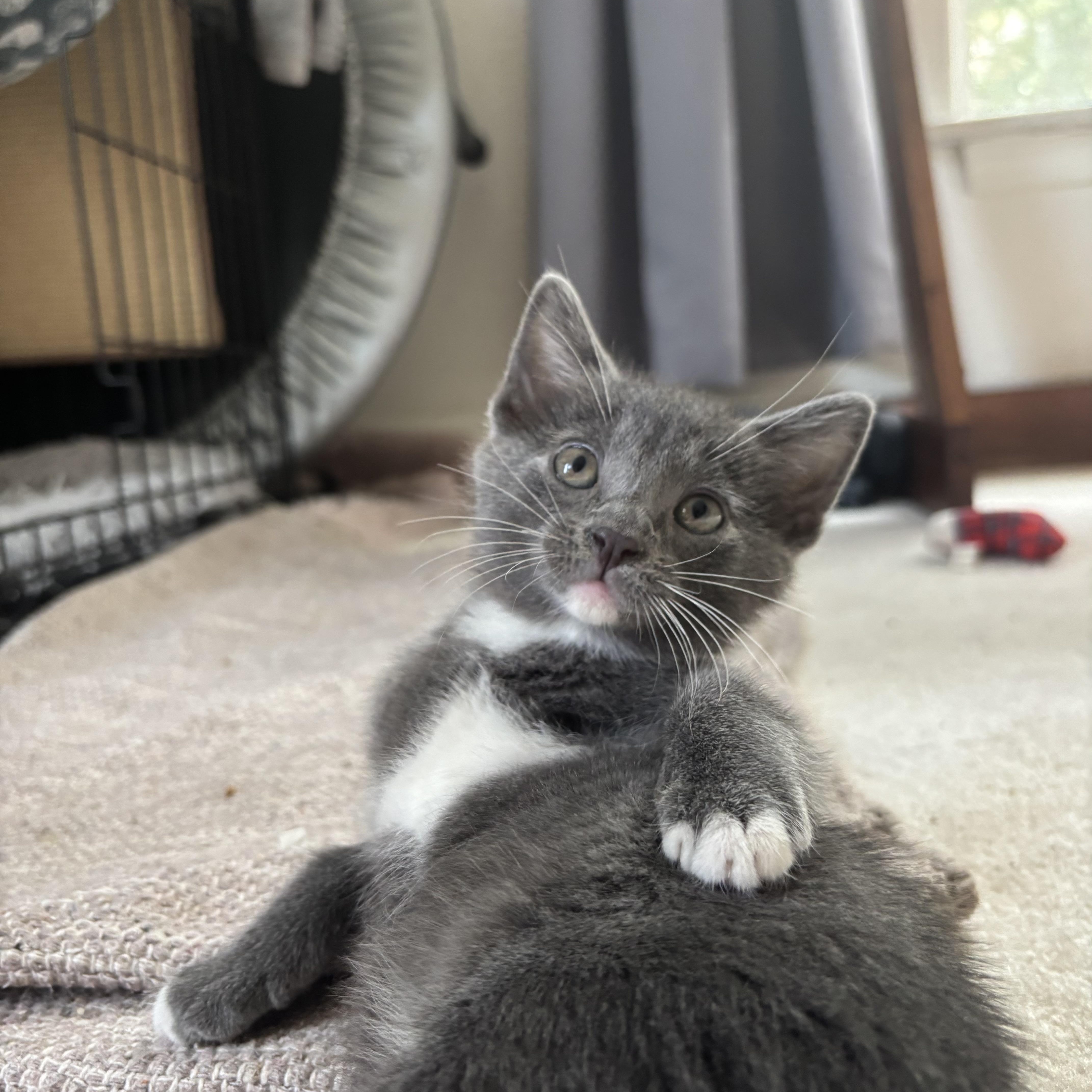 Natasha - Avengers Kittens, an adopted mixed breed in Milton, MA image 2/4