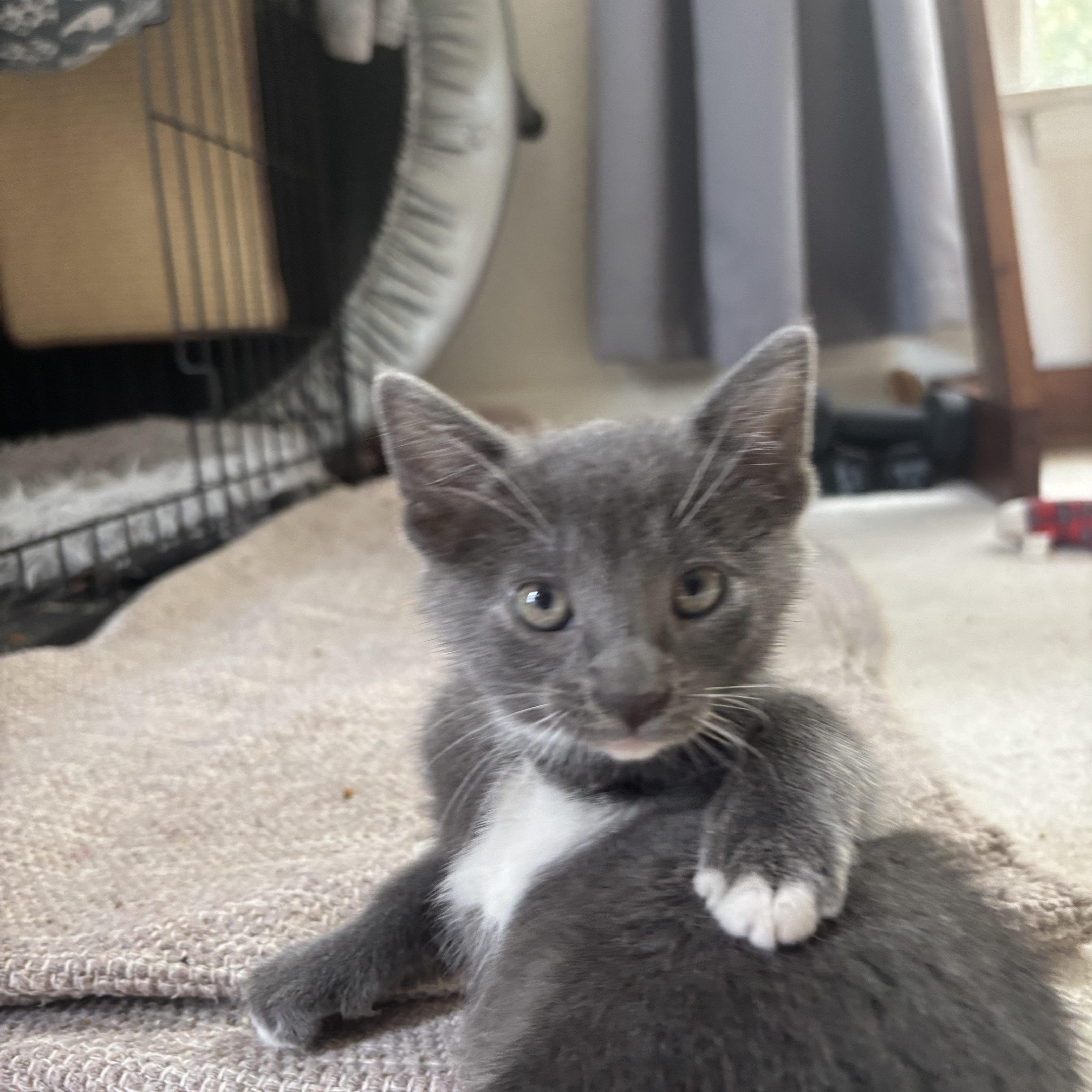 Natasha - Avengers Kittens, an adopted mixed breed in Milton, MA image 1/4