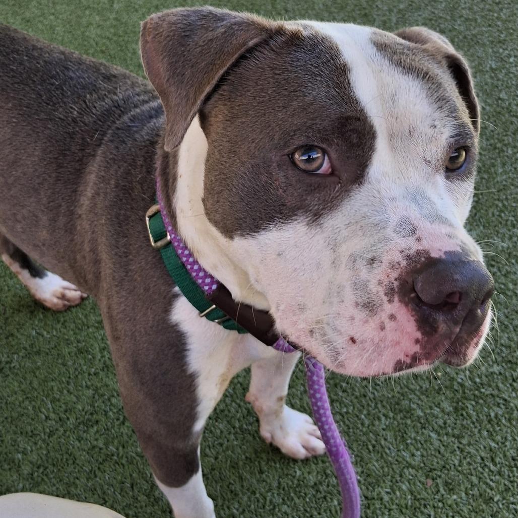 Enlarge Carl, a Adoptable Pit Bull Terrier in Greensboro, NC image 1/6