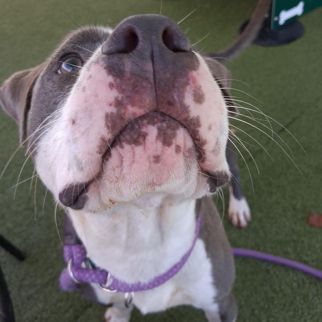 Enlarge Carl, a Adoptable Pit Bull Terrier in Greensboro, NC image 2/6