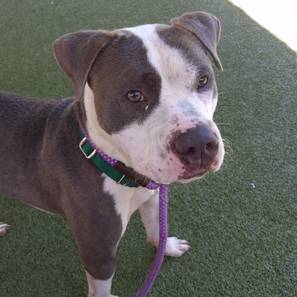 Enlarge Carl, a Adoptable Pit Bull Terrier in Greensboro, NC image 4/6