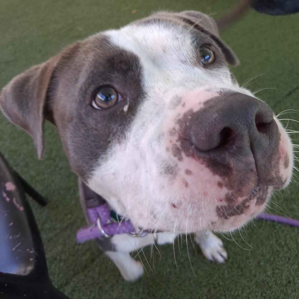Enlarge Carl, a Adoptable Pit Bull Terrier in Greensboro, NC image 5/6