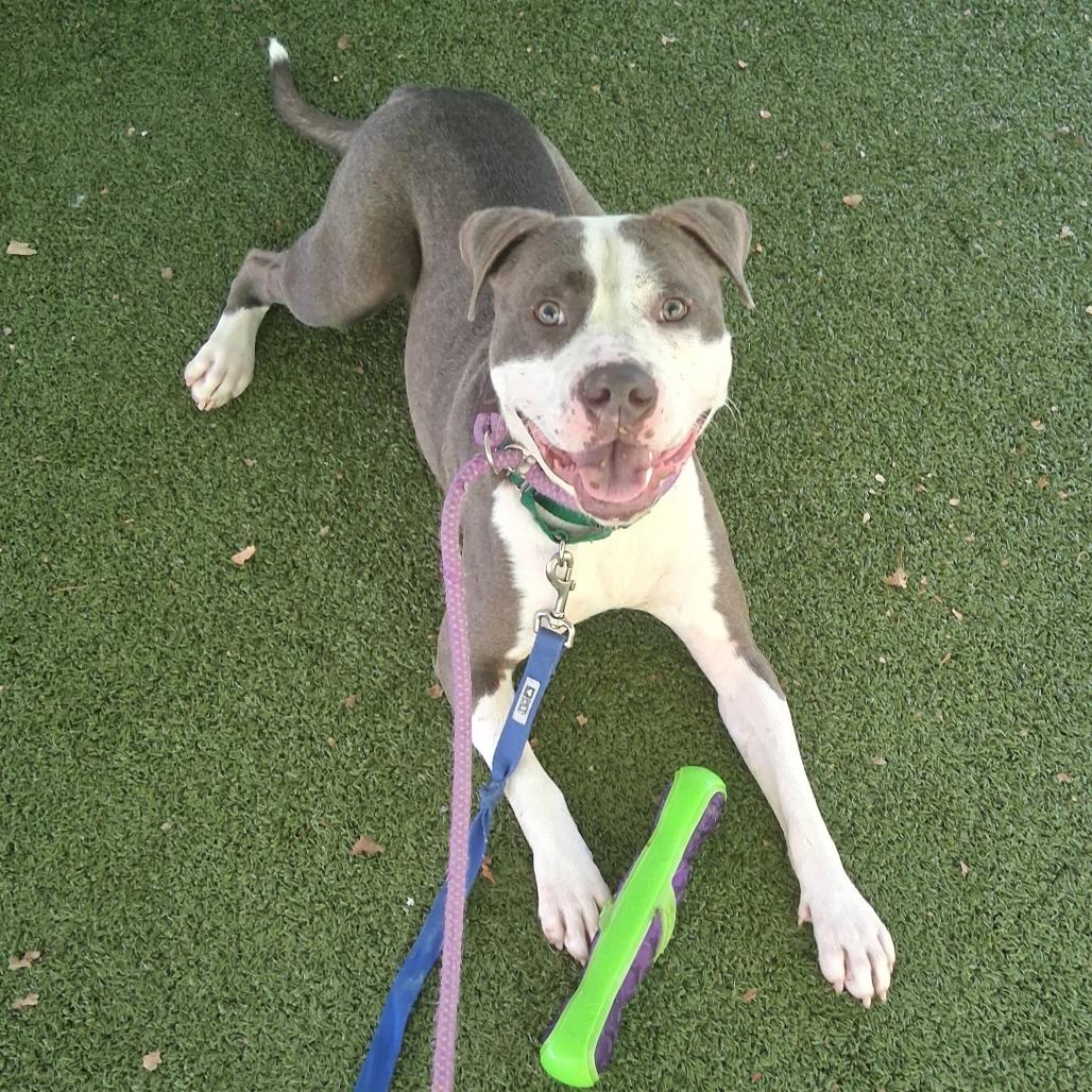 Enlarge Carl, a Adoptable Pit Bull Terrier in Greensboro, NC image 6/6