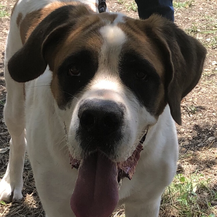 Dulci, Adoptable, Adult Female Saint Bernard.
