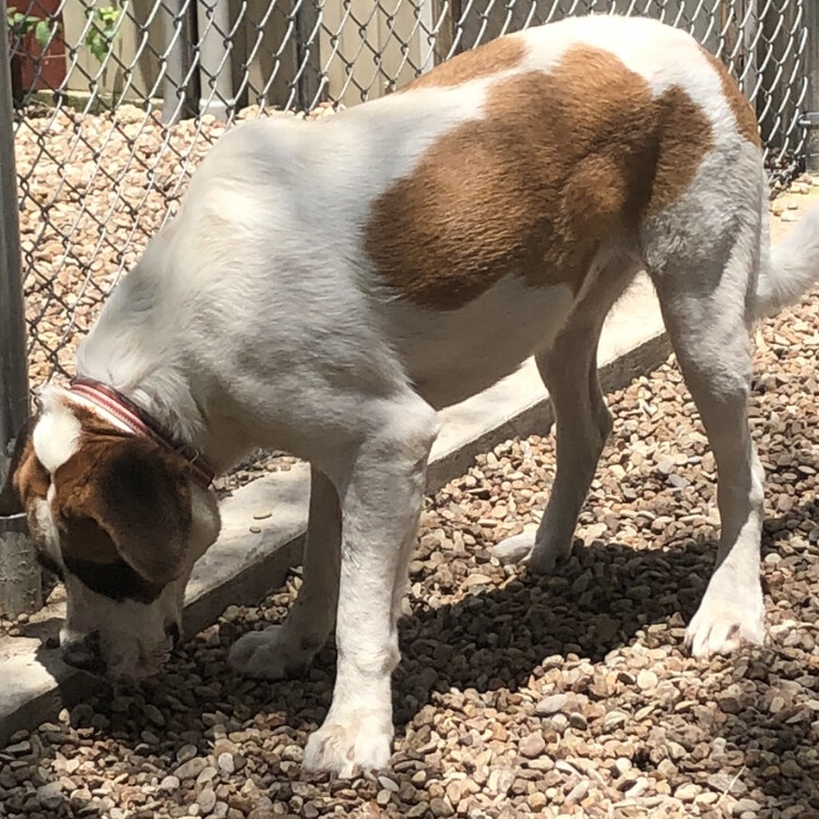 Enlarge Dulci, a Adoptable Saint Bernard in Magnolia, TX image 2/3