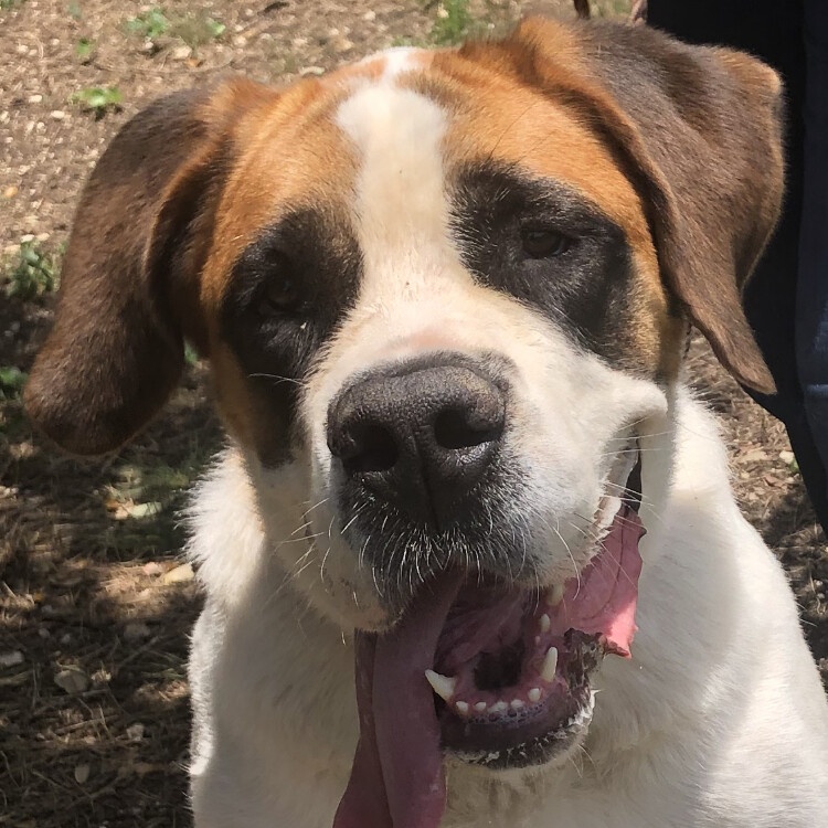 Enlarge Dulci, a Adoptable Saint Bernard in Magnolia, TX image 3/3