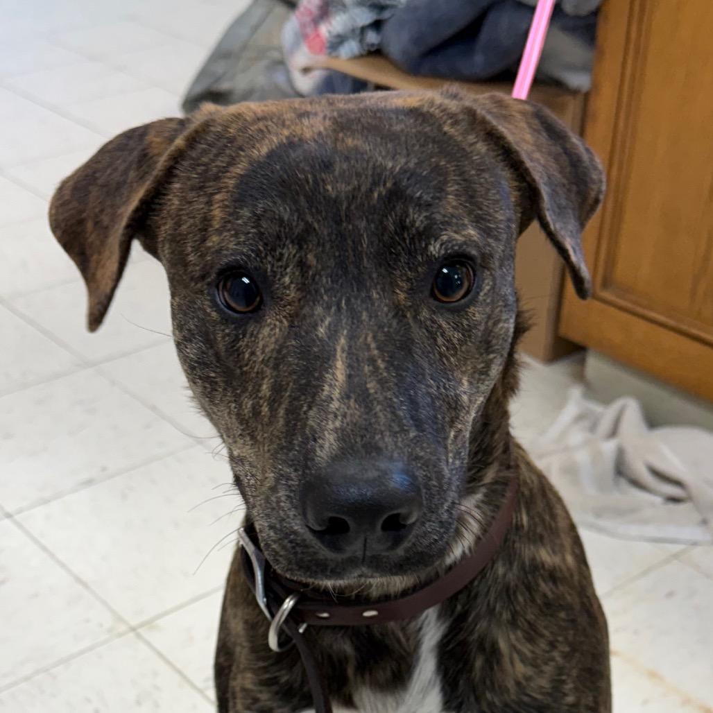 Conan, Adoptable, Young Male Shepherd.