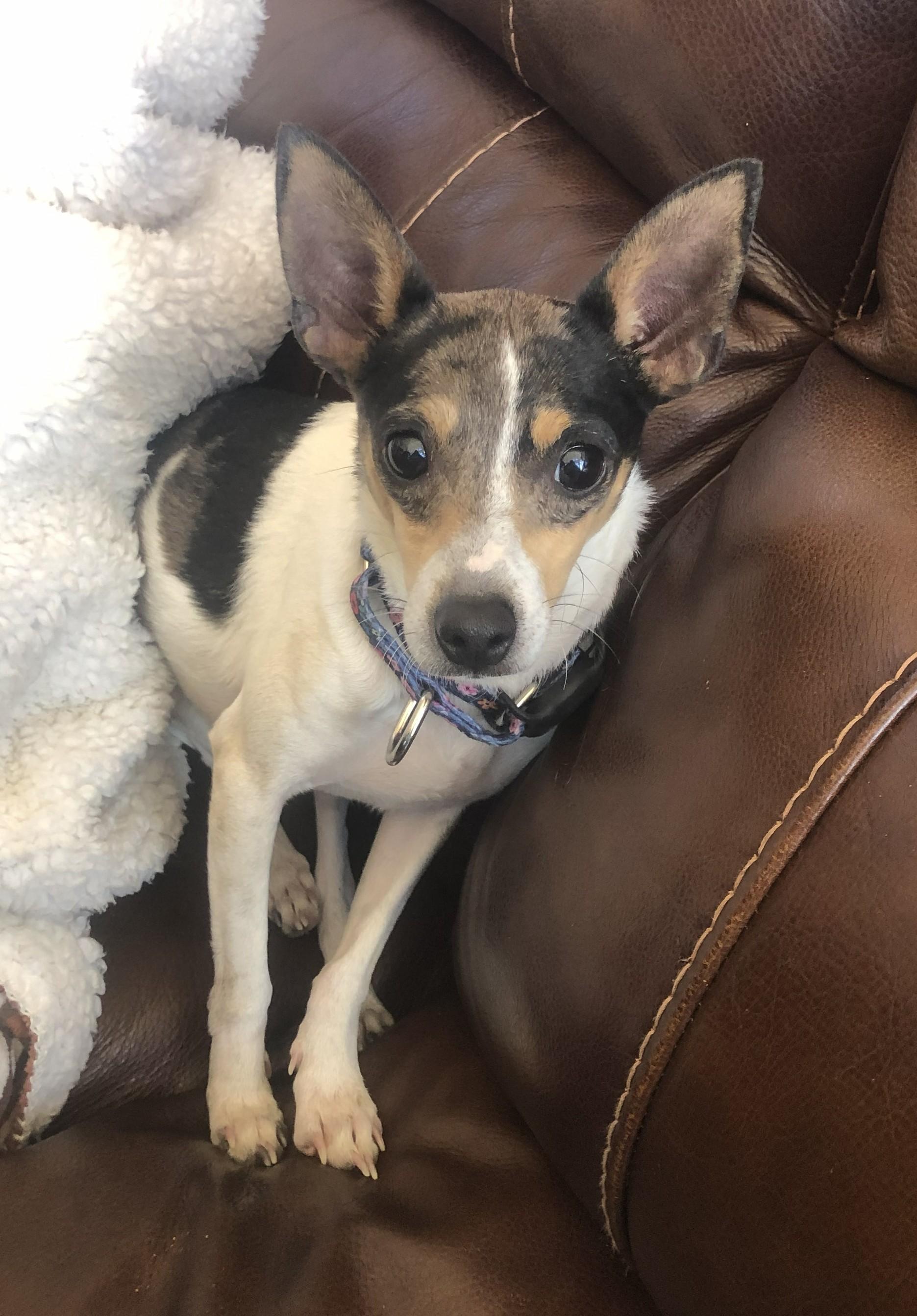 Bumper, a Adoptable mixed breed in Windsor, CO image 1/3