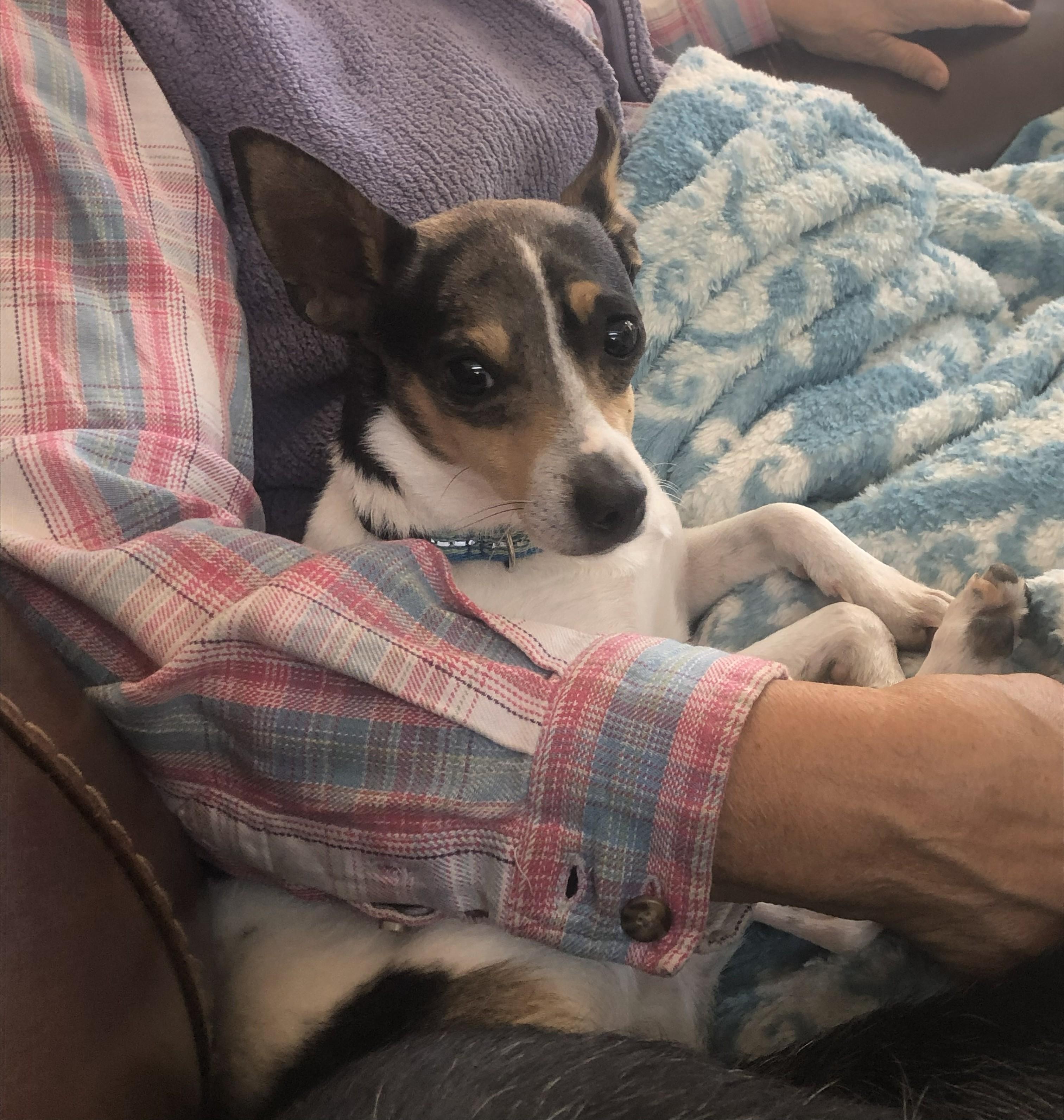 Enlarge Bumper, a Adoptable mixed breed in Windsor, CO image 2/5