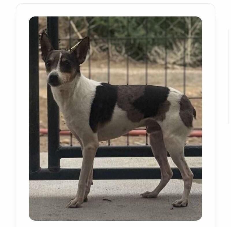 Bumper, a Adoptable mixed breed in Windsor, CO image 2/3