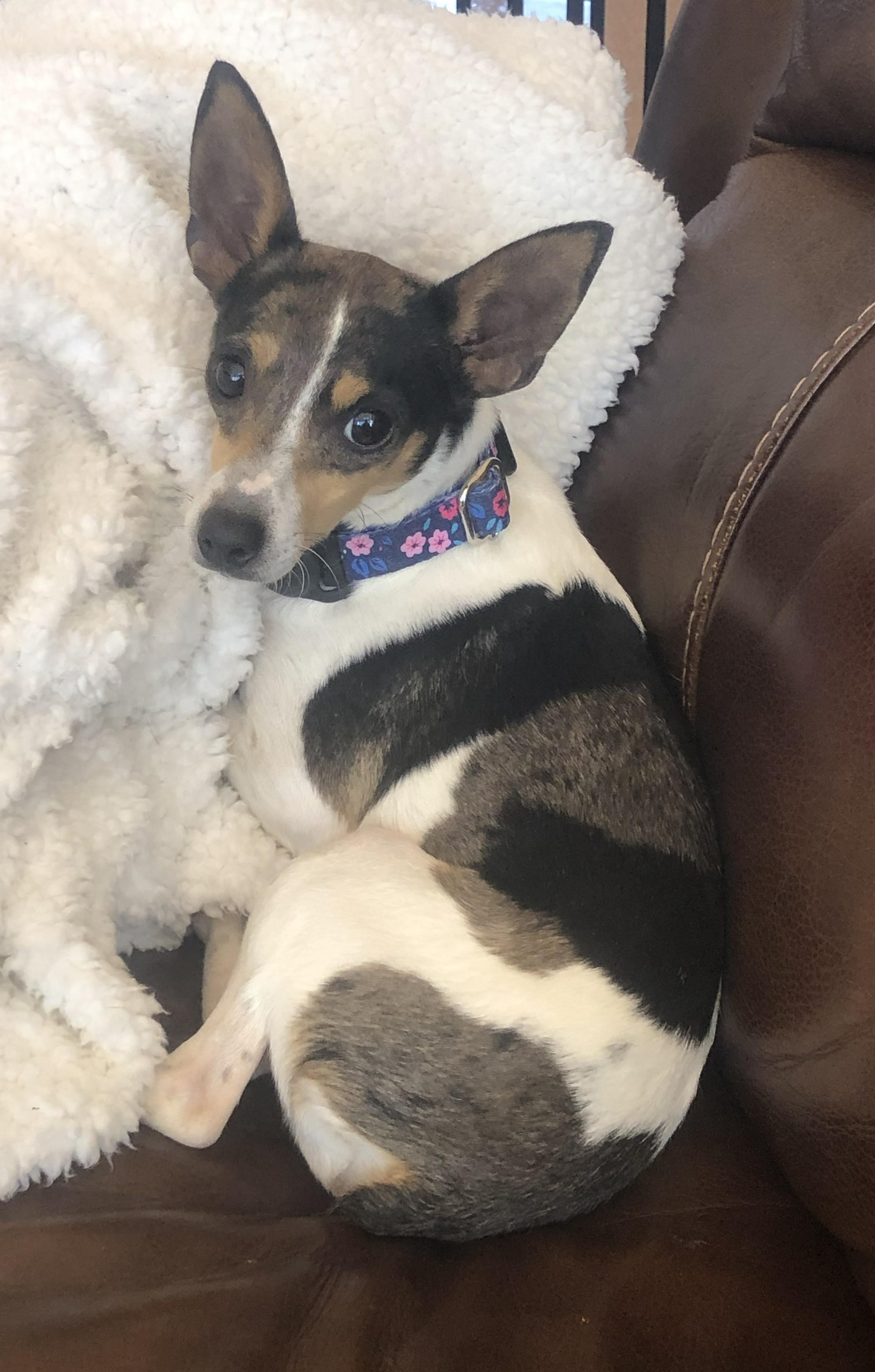 Bumper, a Adoptable mixed breed in Windsor, CO image 3/3