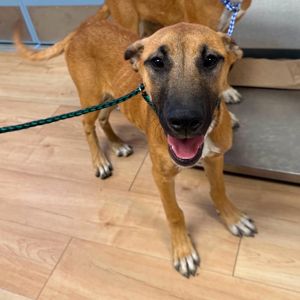 26-1135, Adoptable, Young Female Shepherd.