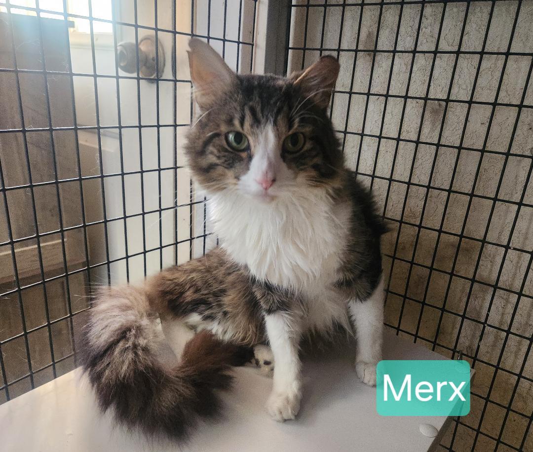 Merx