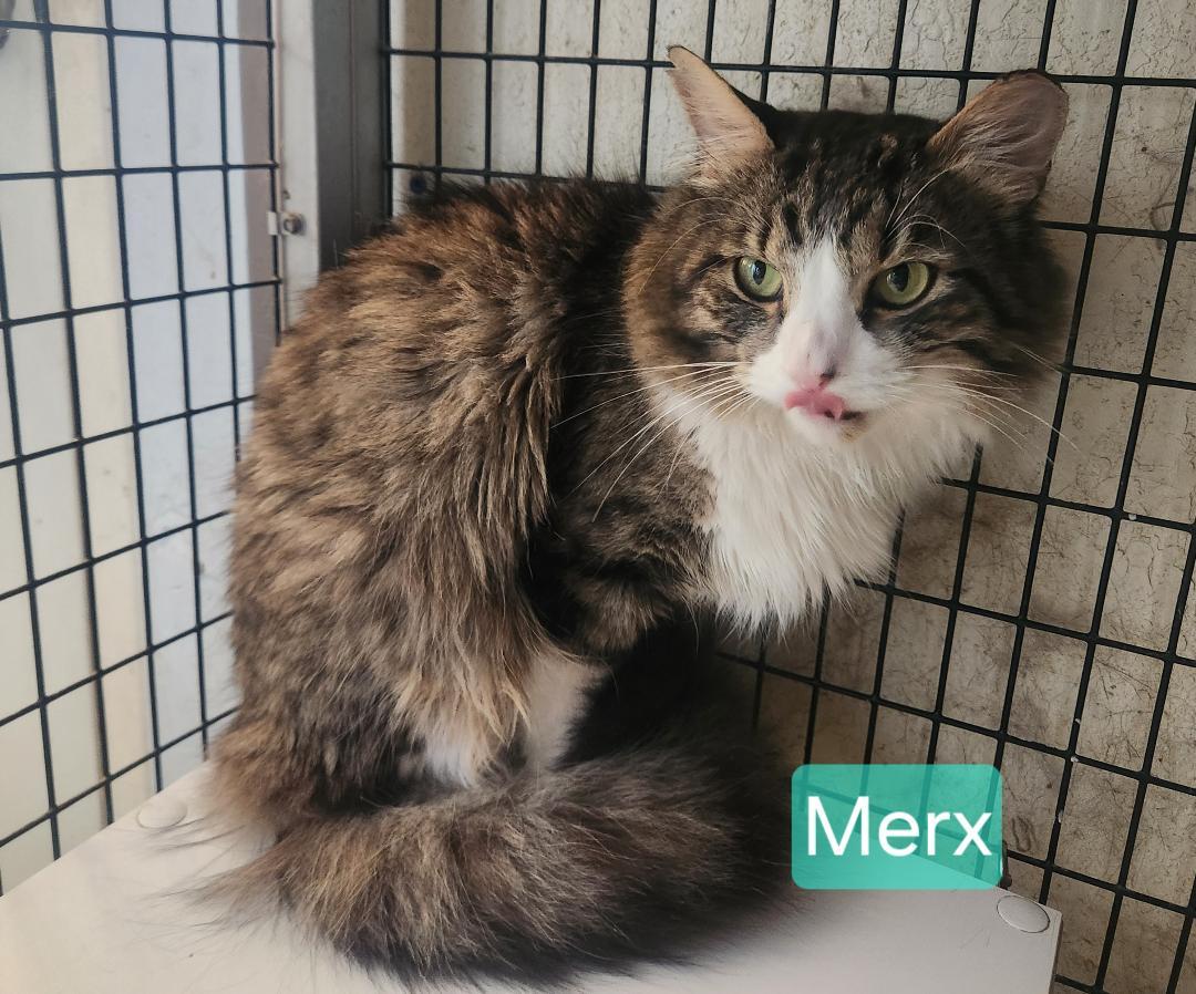 Merx