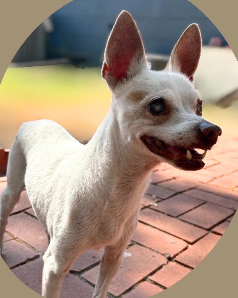 Remi (Remeron), Adoptable, Senior Male Chihuahua.