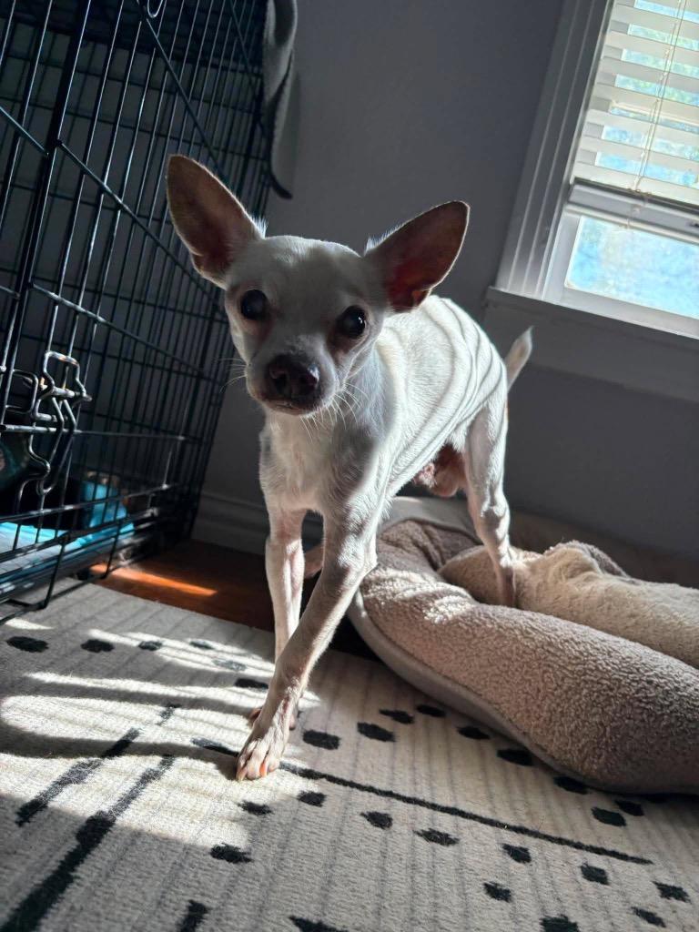 Enlarge Remi (Remeron), a Adoptable Chihuahua in Bryan, TX image 2/5