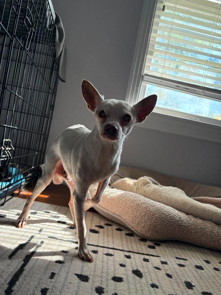 Enlarge Remi (Remeron), a Adoptable Chihuahua in Bryan, TX image 3/5