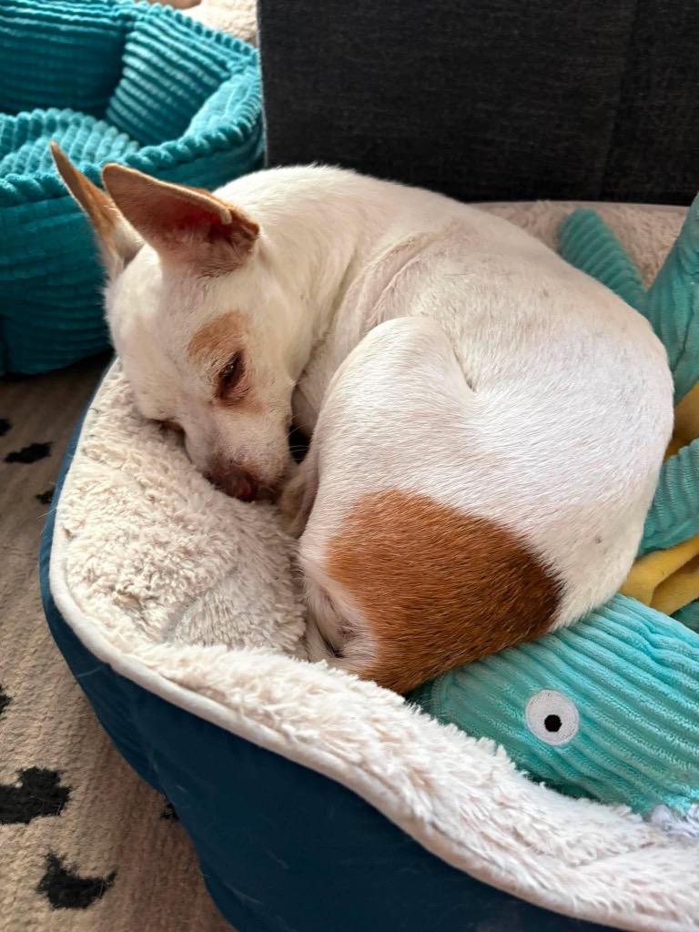 Enlarge Remi (Remeron), a Adoptable Chihuahua in Bryan, TX image 4/5