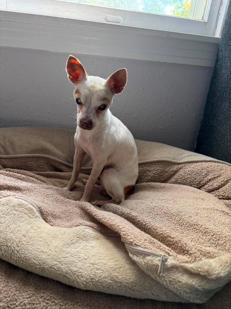 Enlarge Remi (Remeron), a Adoptable Chihuahua in Bryan, TX image 5/5