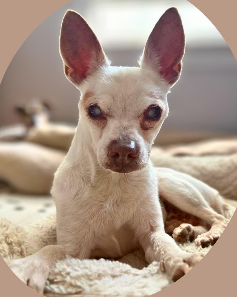 Enlarge Remi (Remeron), a Adoptable Chihuahua in Bryan, TX image 5/5