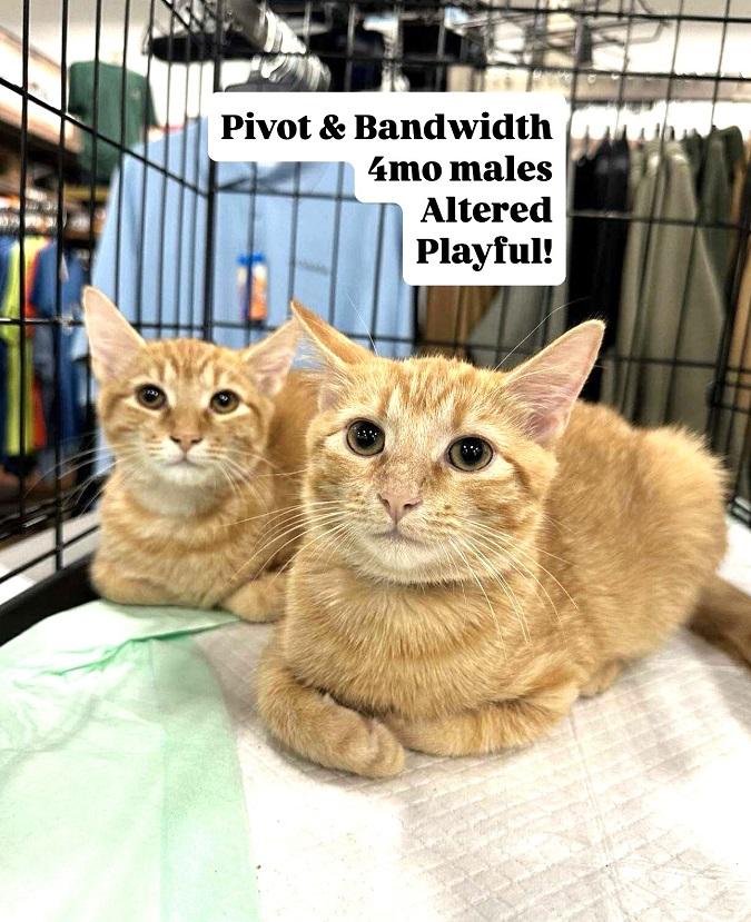PIVOT & BANDWIDTH