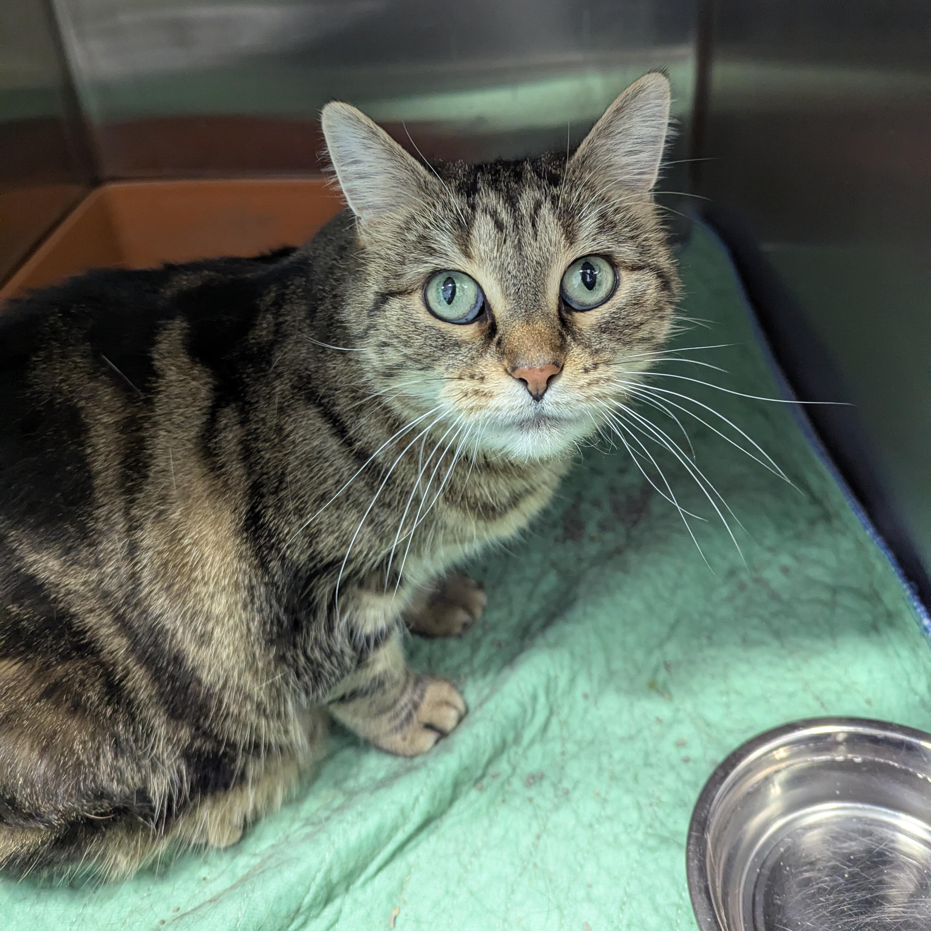 Willow, a Adoptable Domestic Short Hair in Dickinson, ND image 1/2