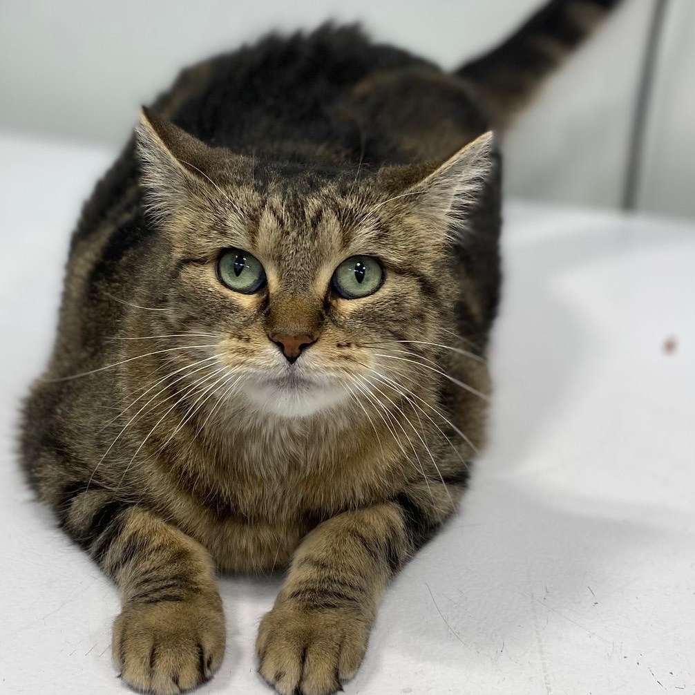 Enlarge Willow, a Adoptable Domestic Short Hair in Dickinson, ND image 3/3