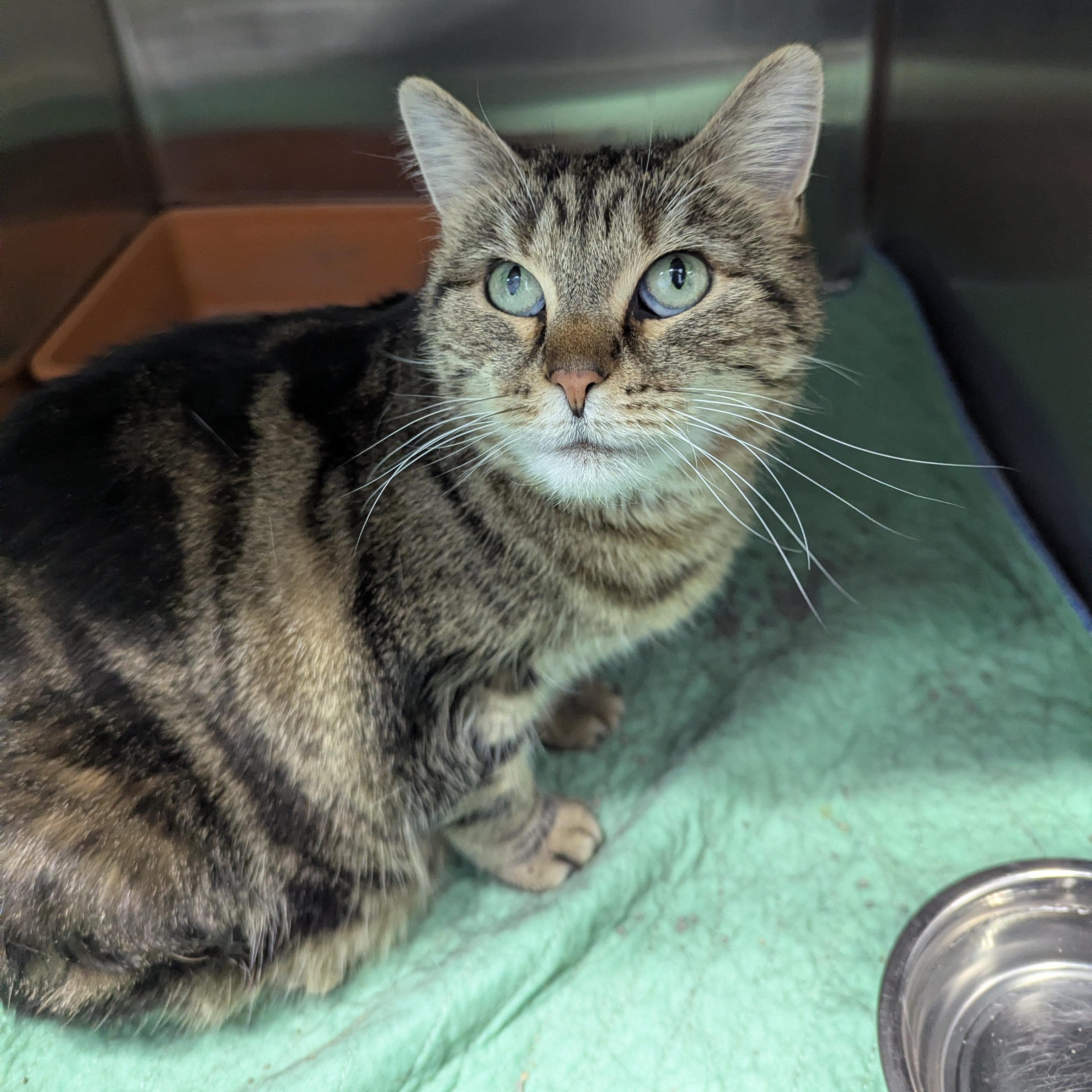 Willow, a Adoptable Domestic Short Hair in Dickinson, ND image 2/2