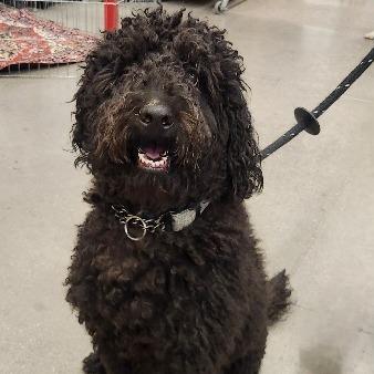 Velvet (Chip) Cabatu, Adoptable, Adult Male Poodle & Retriever.