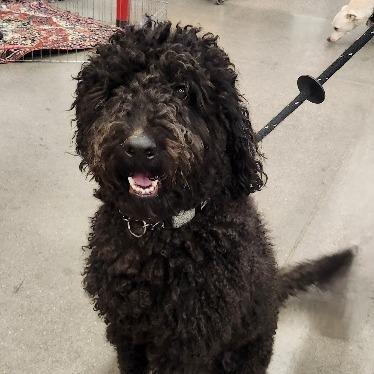 Velvet (Chip) Cabatu, a Adoptable mixed breed in Las Vegas, NV image 2/4