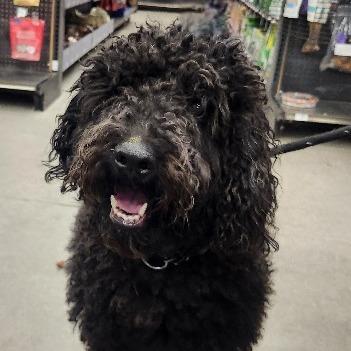 Velvet (Chip) Cabatu, a Adoptable mixed breed in Las Vegas, NV image 3/4
