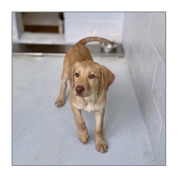 Julie, ADOPTABLE, Young Female Golden Retriever & Labrador Retriever.
