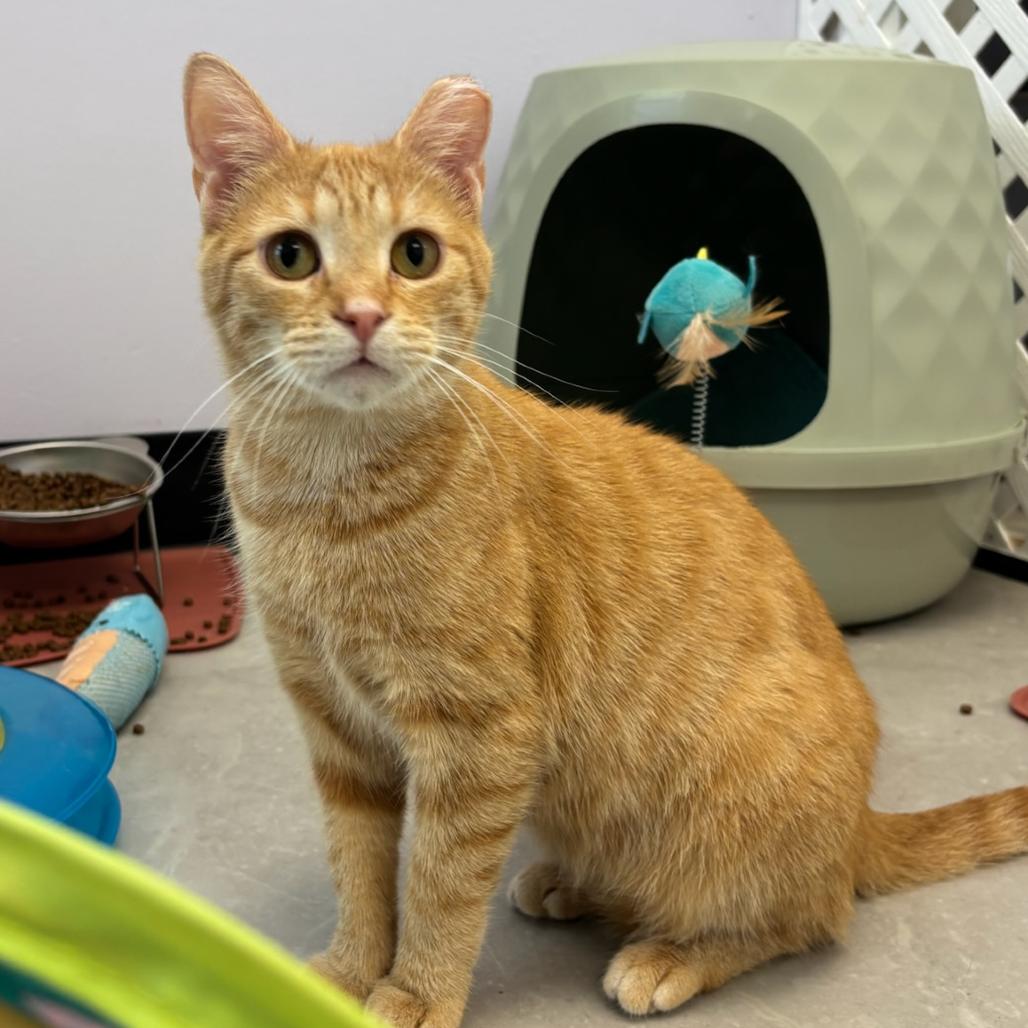 Iris, a Adoptable Domestic Short Hair in Hopewell, VA image 1/4