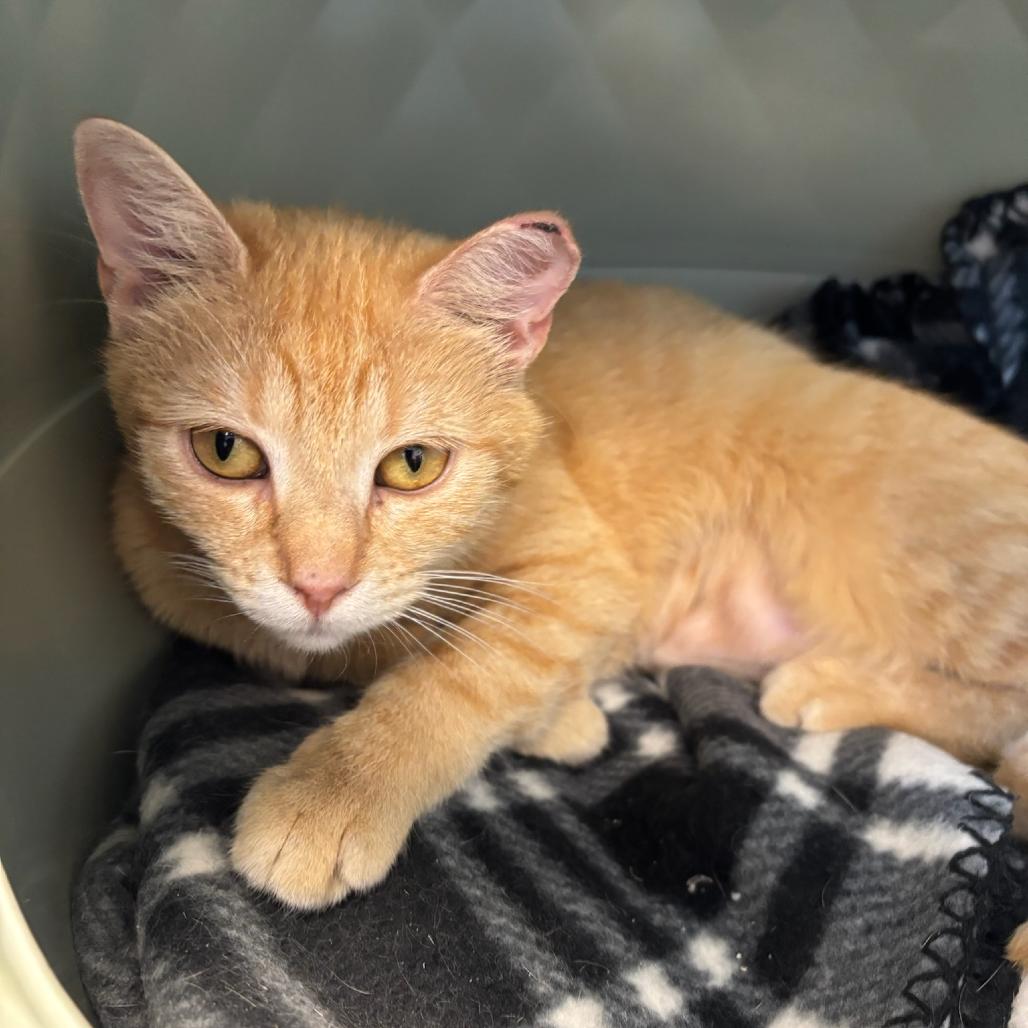 Enlarge Iris, a Adoptable Domestic Short Hair in Hopewell, VA image 1/1