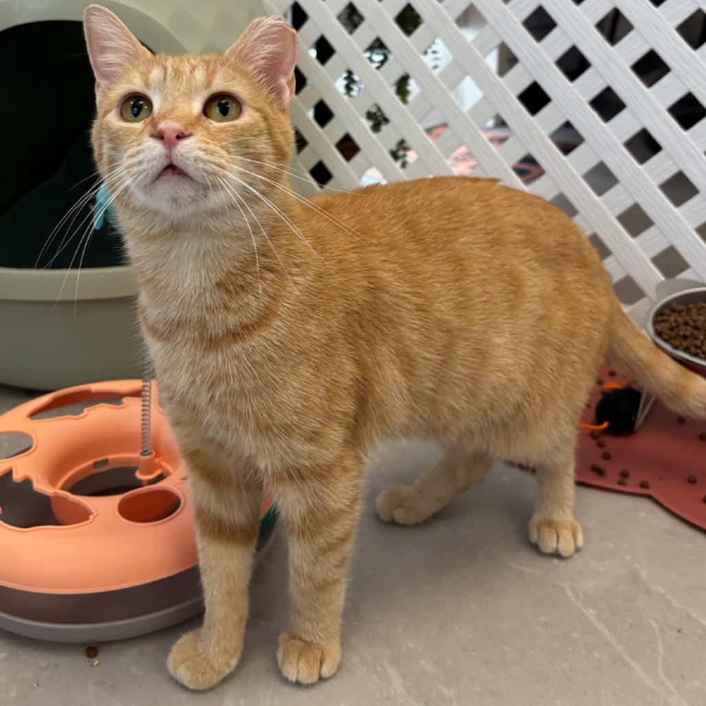 Iris, a Adoptable Domestic Short Hair in Hopewell, VA image 2/4