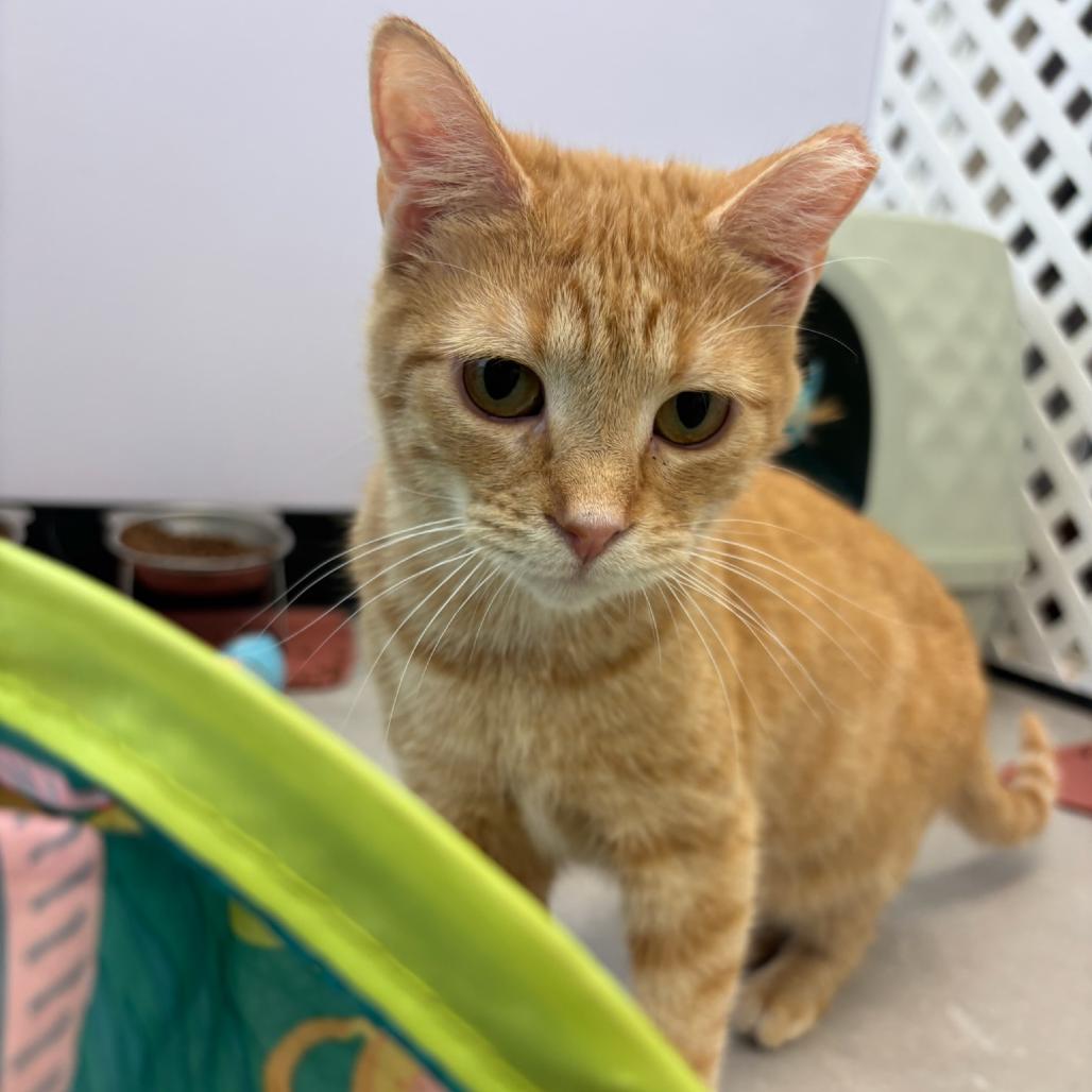 Iris, a Adoptable Domestic Short Hair in Hopewell, VA image 3/4