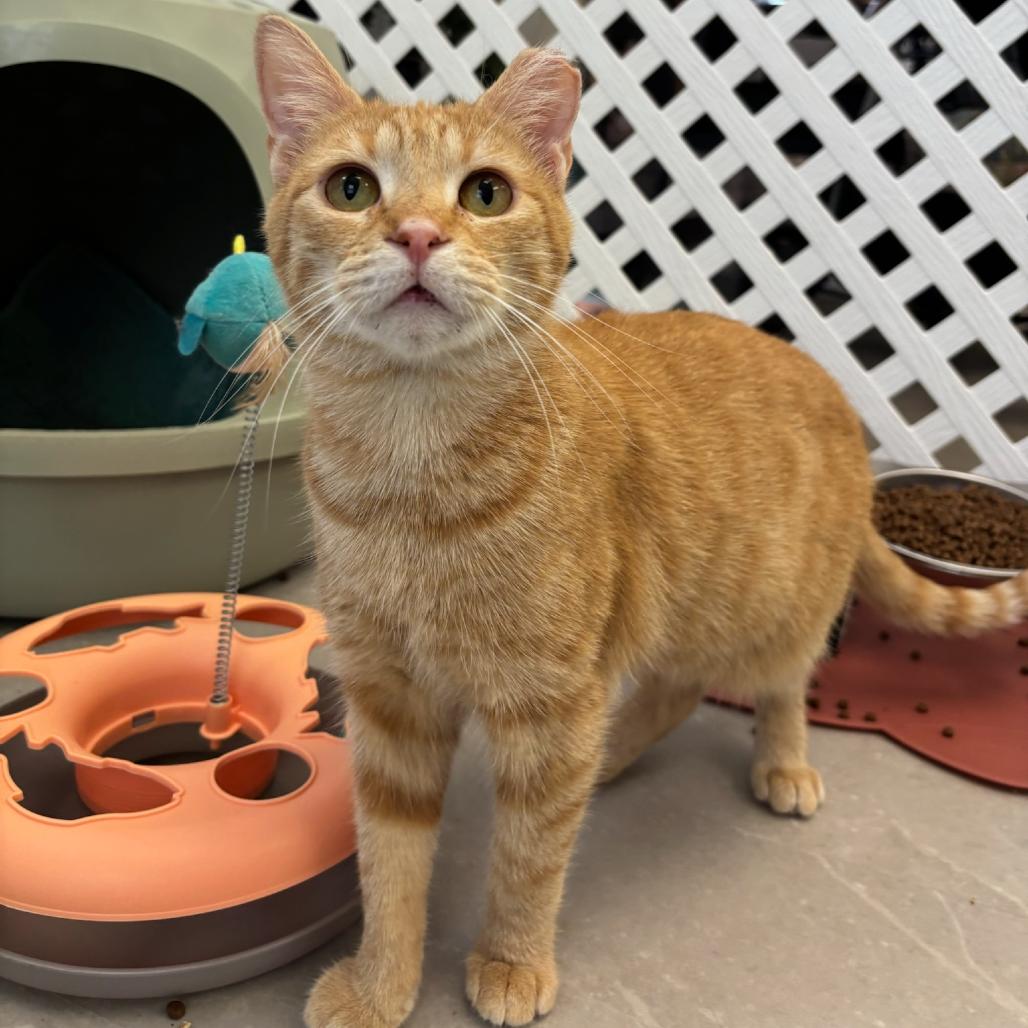 Iris, a Adoptable Domestic Short Hair in Hopewell, VA image 4/4