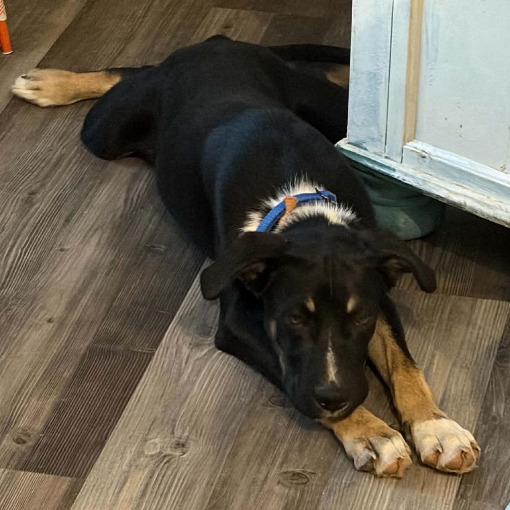 Max, Adoptable, Puppy Male Shepherd.
